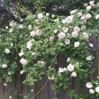 Renewal in the Garden and Elsewhere