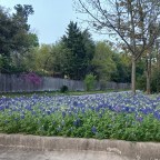Bluebonnets and Redistribution