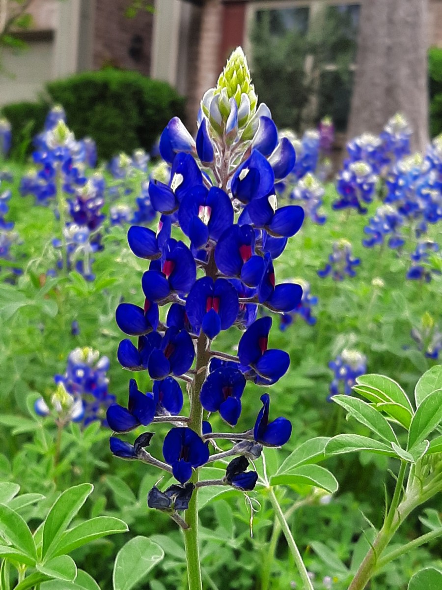 Another Lesson from Bluebonnets: Endurance