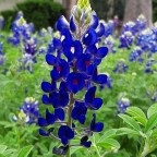 Another Lesson from Bluebonnets: Endurance